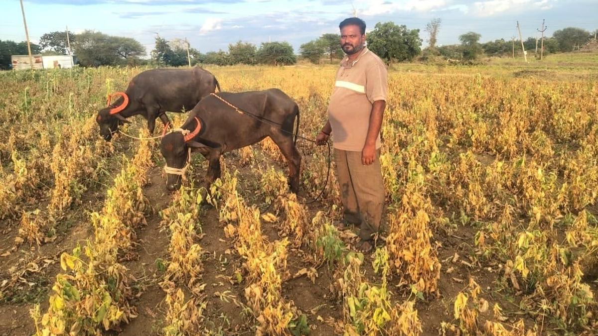 Maharashtra faces complete drought declaration by month-end, official warns