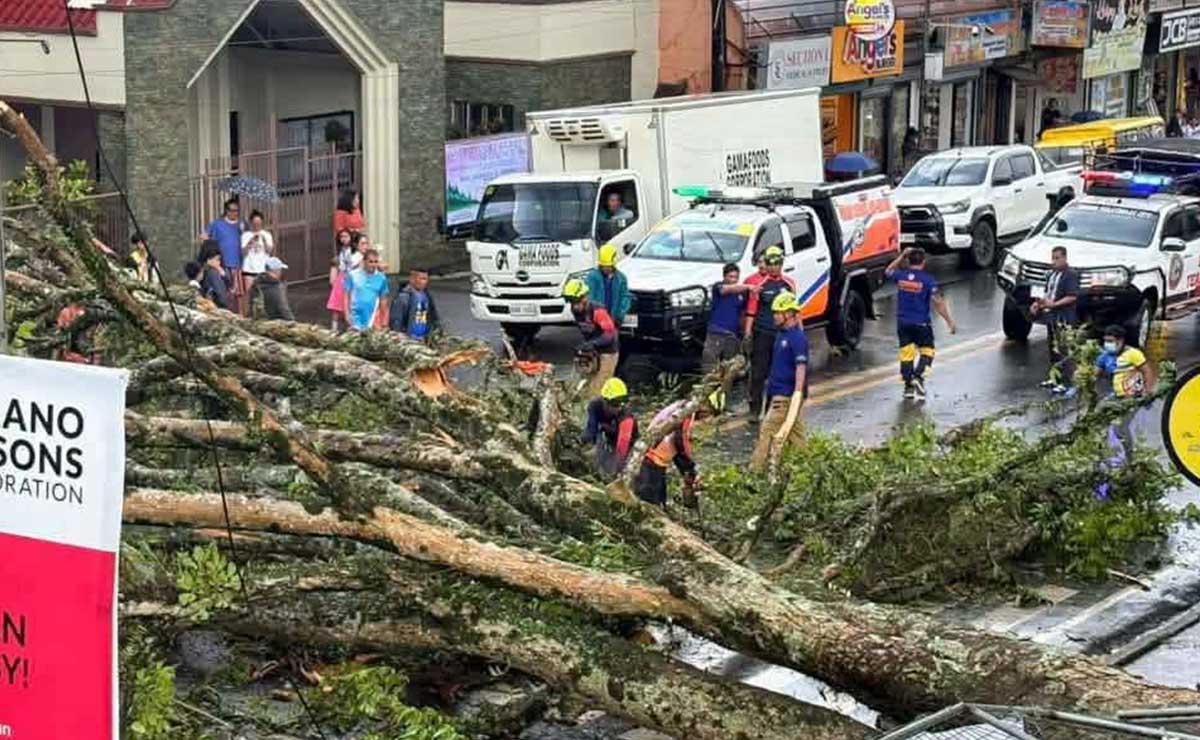 Iconic Bukidnon roadside tree felled by severe weather