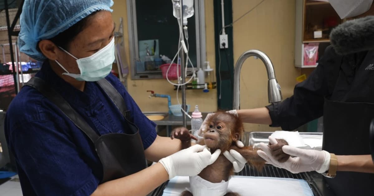 Pegawai Rahsia Thailand Perang Melawan Perdagangan Satwa Liar Haram