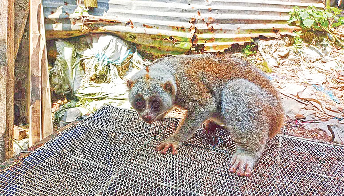 Majority of released slow lorises die in forest reintroduction effort