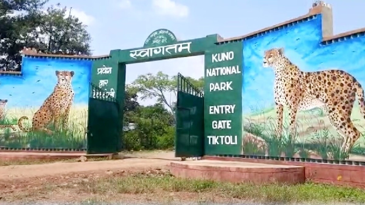 Male Namibian cheetah dies at Kuno National Park; India's population falls to 55