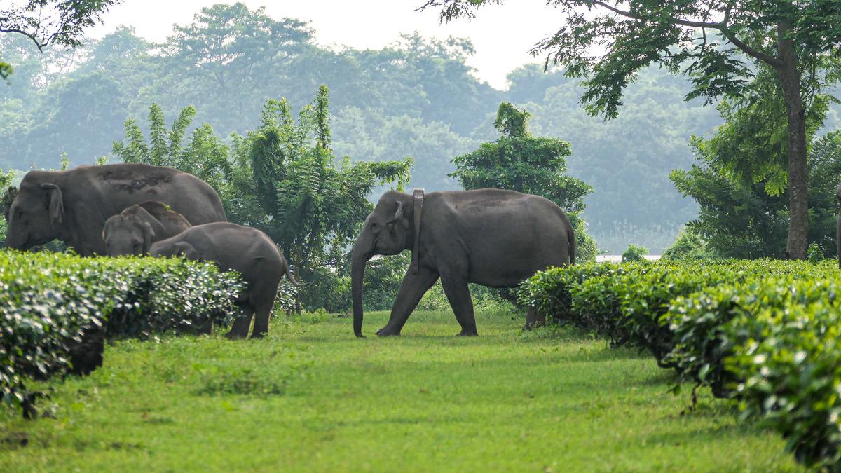 Tracking elephants: Assam study seeks to reduce human-wildlife conflict
