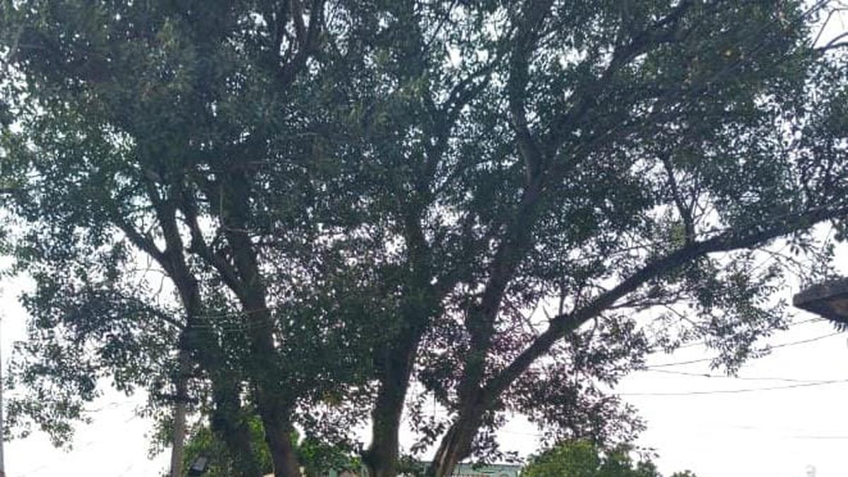 Telangana villagers battle to save 75-year-old sacred Peepal tree