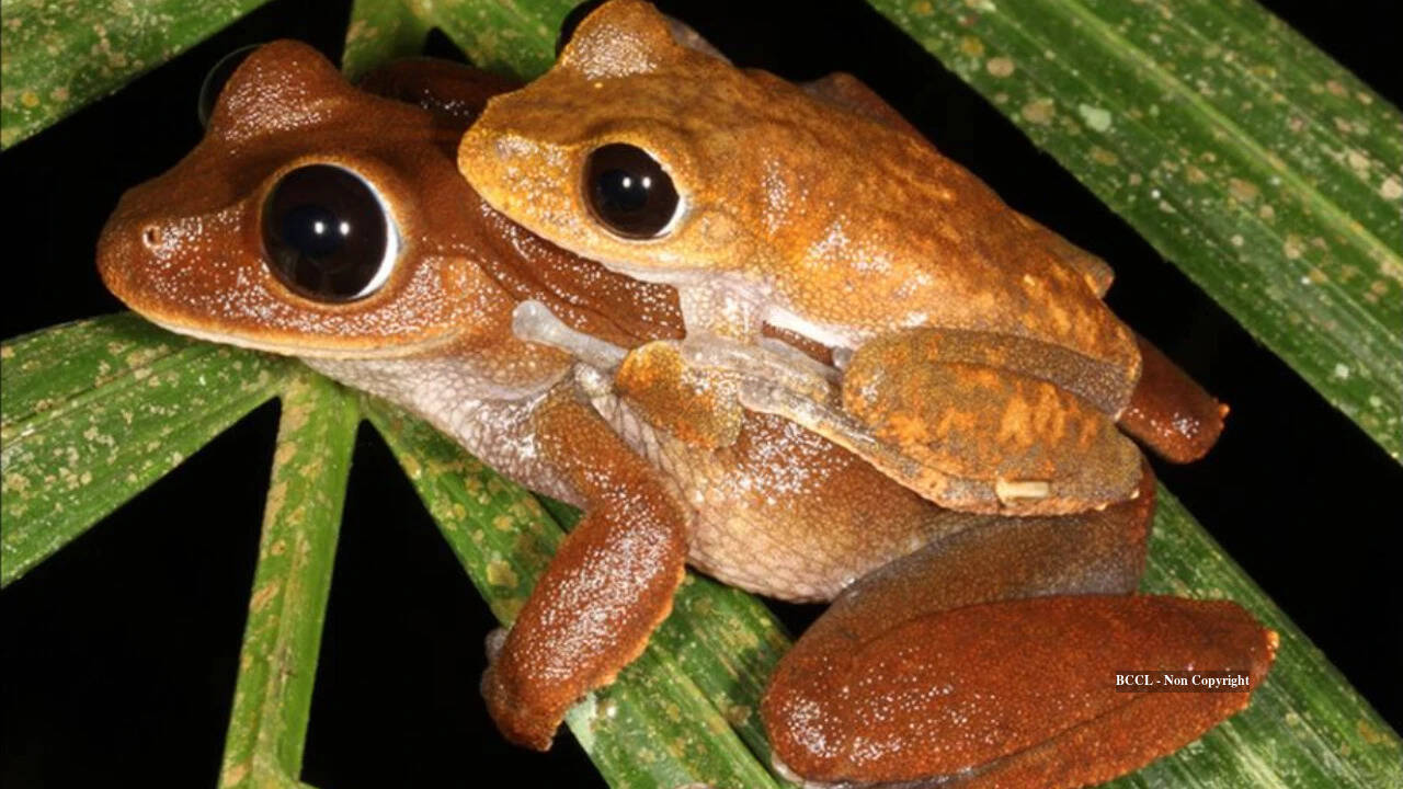 Australian scientists use creek DNA to rediscover presumed-extinct frogs