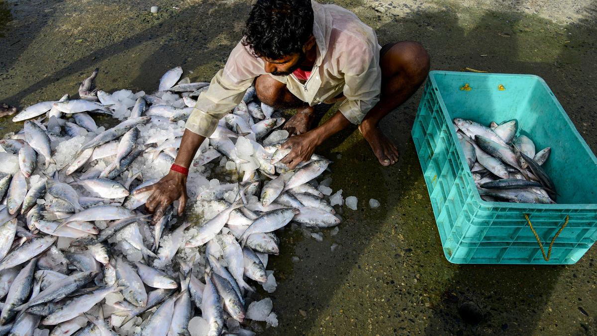 India ships 500 tonnes of Hilsa fish to Bangladesh in two months