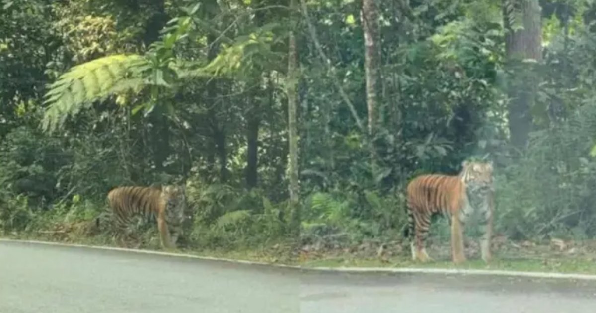 Wildlife officials deploy camera traps after tiger sighting at Fraser's Hill