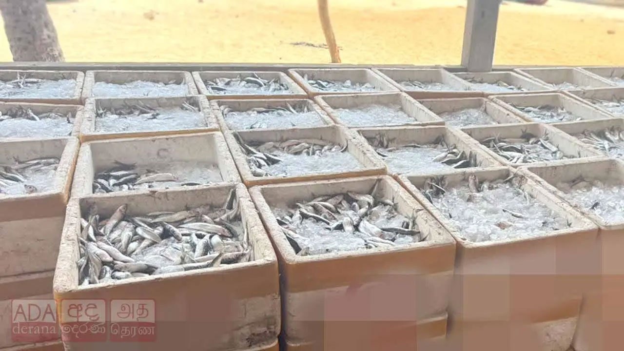 Woman arrested over illegal dynamite fishing haul exceeding 3,200kg