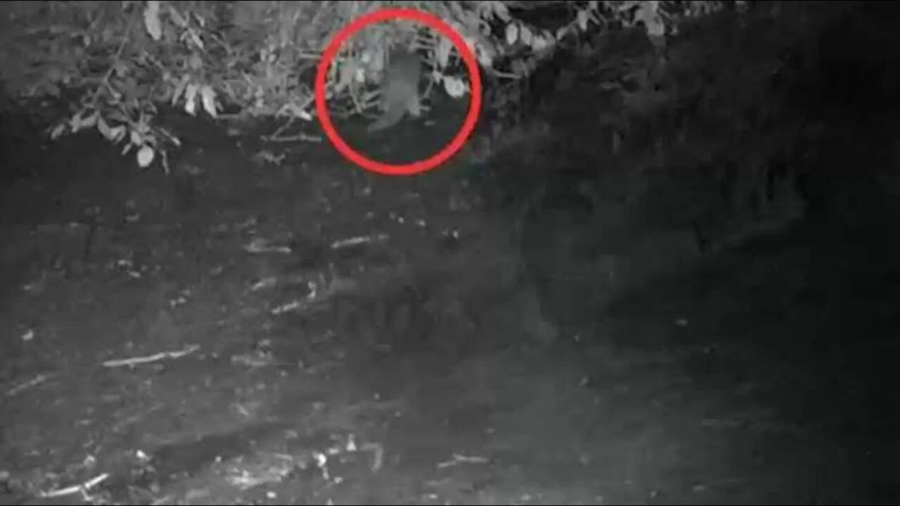 North American river otter returns to Bronx River after century-long absence