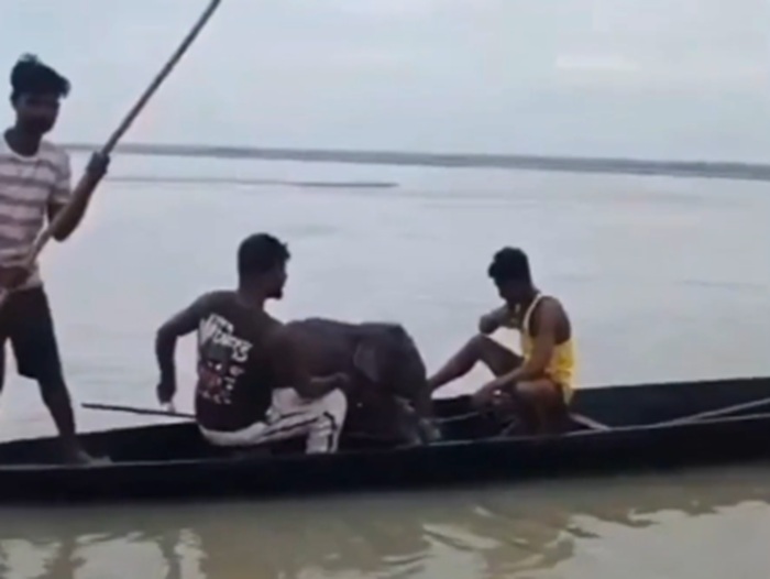 Fishermen rescue newborn elephant swept away in Indian river