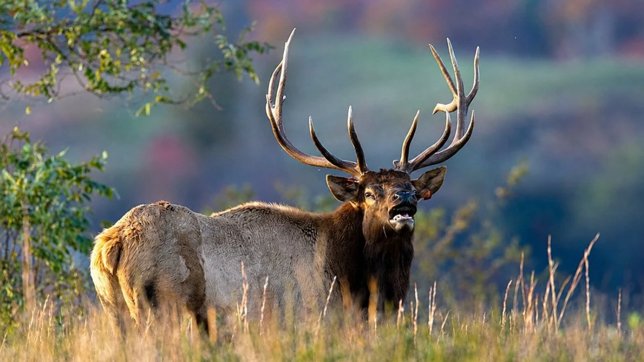 West Virginia's elk restoration expands as herd roams new territories