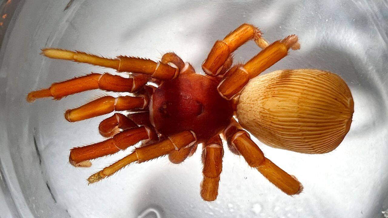 Amateur Spider Hunters Discover New Species Named After John Denver