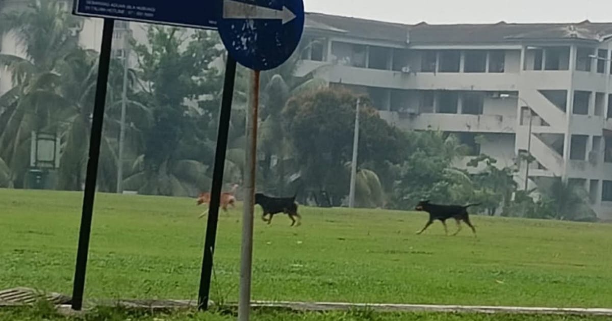 Dua budak cedera dalam serangan anjing liar di Johor hari ini