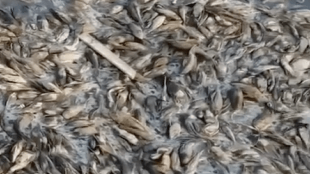 Prolonged drought leaves millions of fish dead in Central Java river