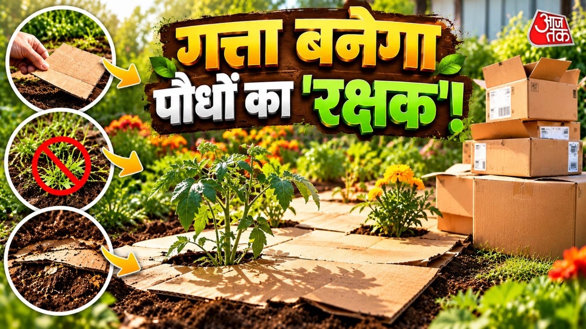 Cardboard Boxes Offer Simple Solution to Improve Garden Soil