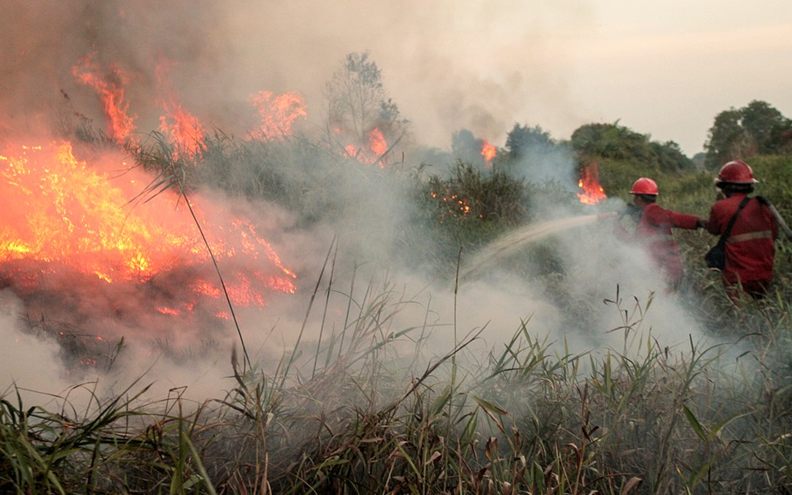 Syarikat Jepun dalam siasat 97 firma terkait kebakaran hutan Indonesia
