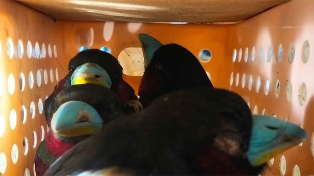 Sri Lankan national detained in Indonesia over smuggling of 101 birds