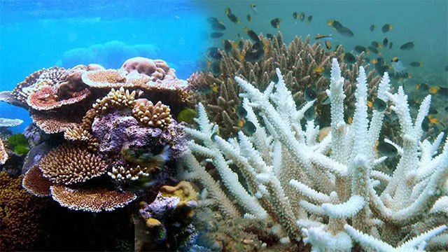 El Niño conditions threaten Sri Lanka's coral reefs and marine ecosystems