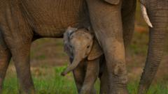 Nations clinch biodiversity accord but funding gap persists