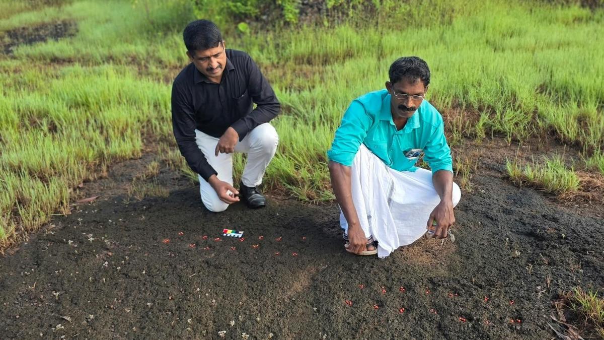 कसरगोड में चट्टानों पर खेल के बोर्ड: हजारों साल पुरानी मनोरंजन की परंपरा का संकेत
