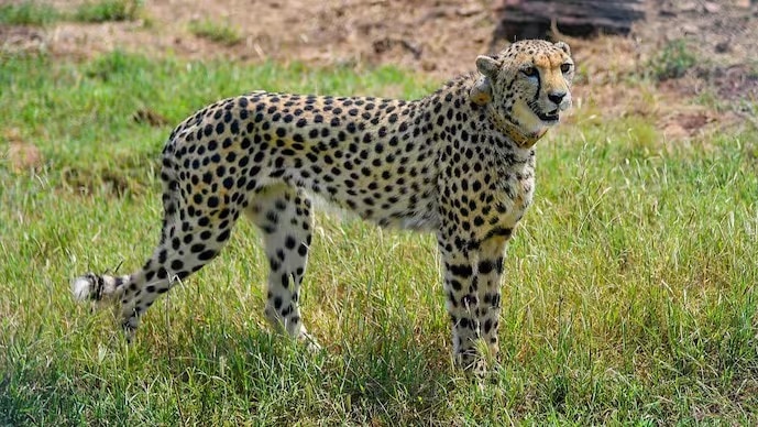 Cheetah shot dead at Madhya Pradesh wildlife sanctuary; five bullets recovered