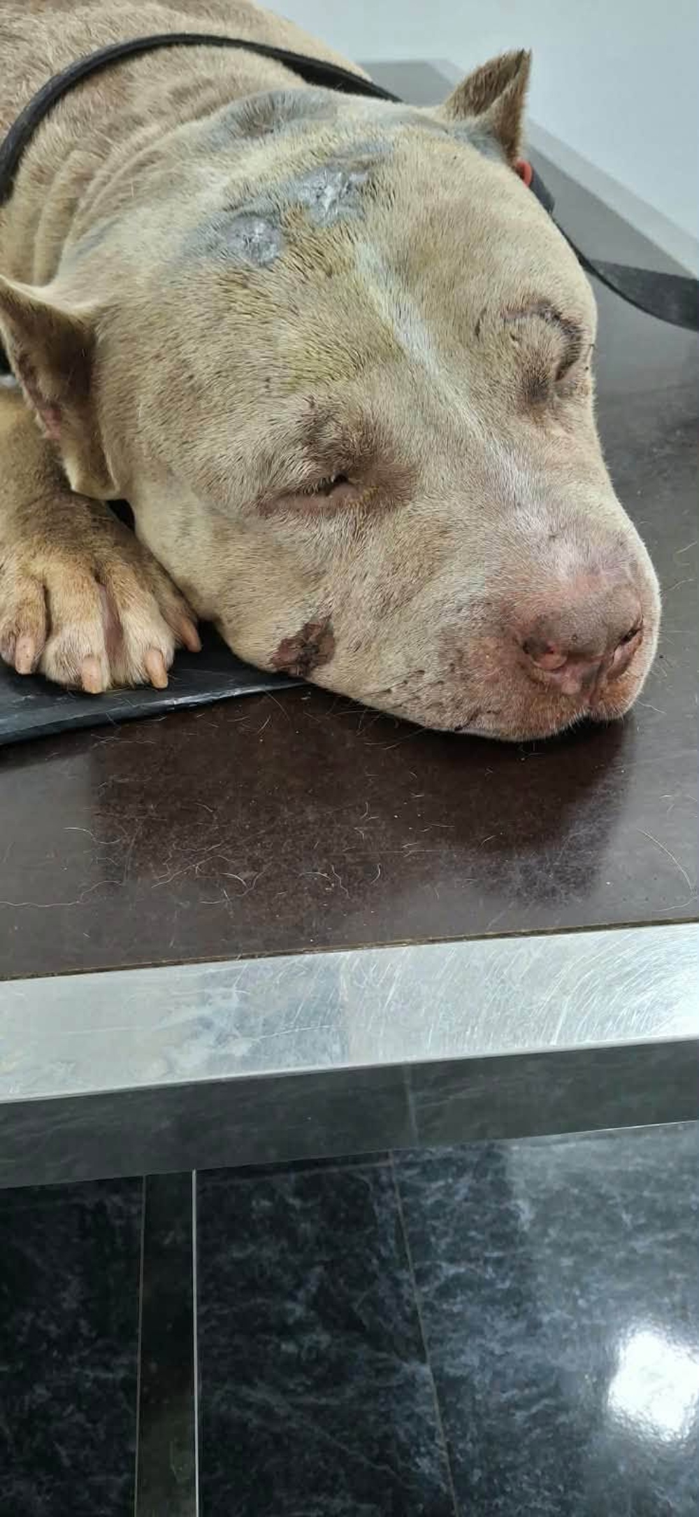 Pawtopia owner, employee arrested over dog's death in Negombo