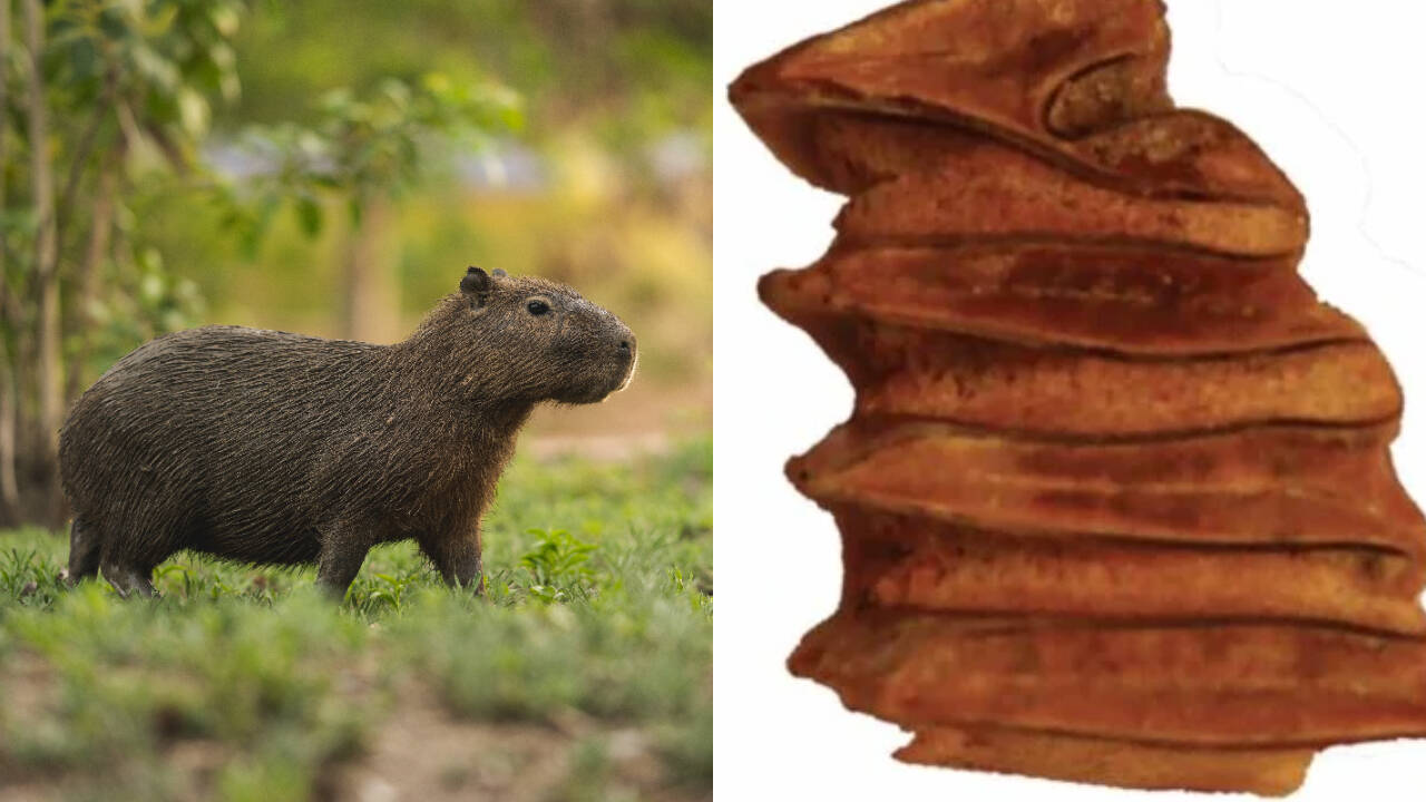 Ancient rodent tooth sheds light on Atacama's wetter climate