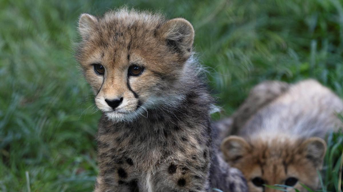 Cheetah cub dies in suspected shooting incident at Kuno National Park