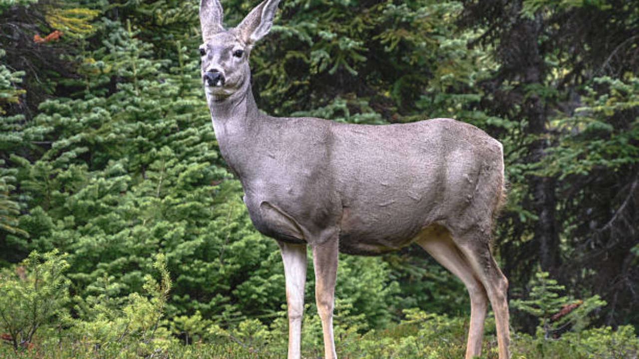 Judge backs cull of 2,000 mule deer on California's Catalina Island