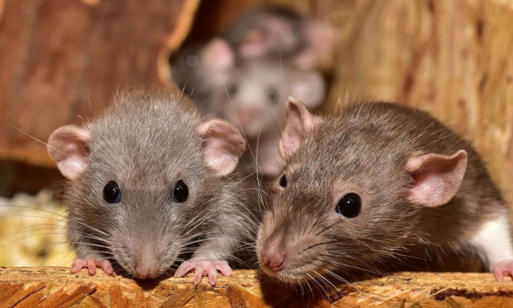 Rat infestation forces Colombo's Viharamahadevi Park to close late-night access