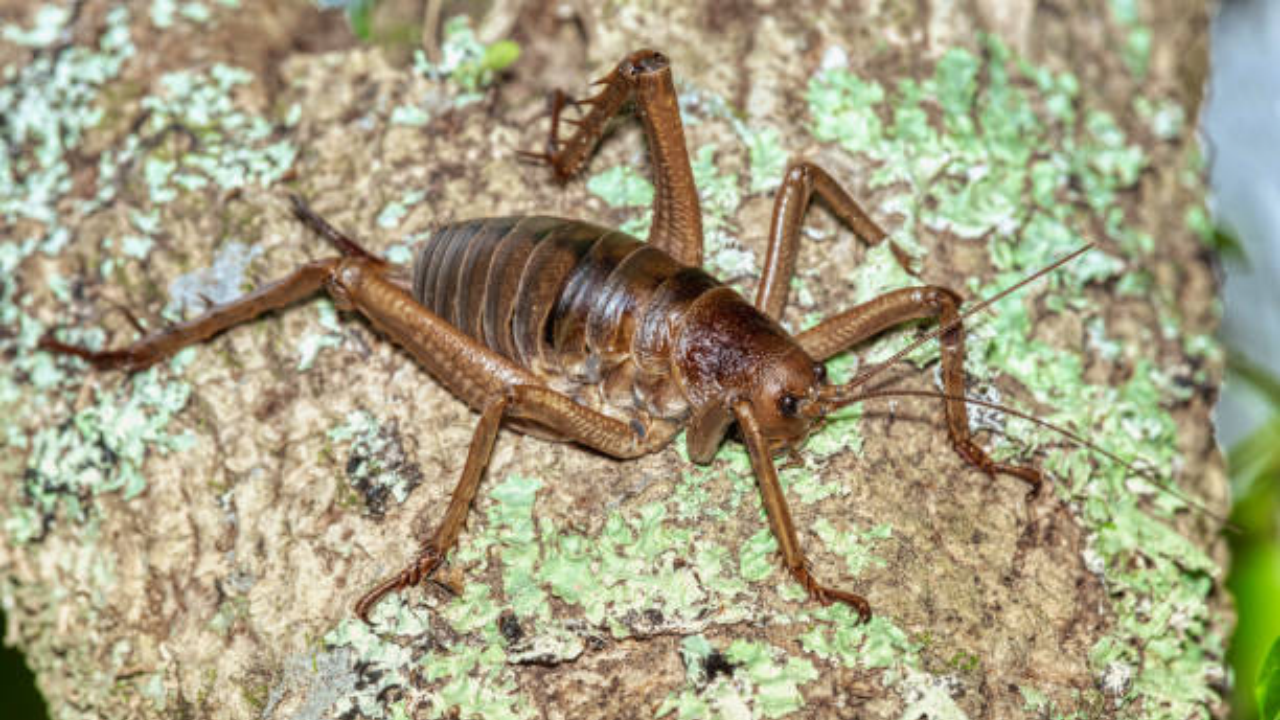 New Zealand's giant wētāpunga insect shows signs of strong recovery