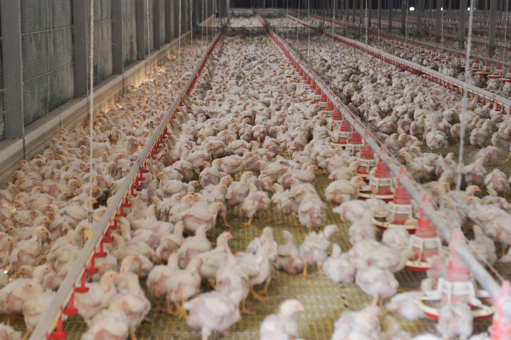 Pengusaha Ladang Ayam Didenda RM50,000 Atas Kesalahan Pembiakan Lalat