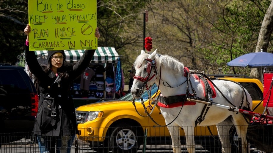 New York City moves to ban horse-drawn carriages following Indian tourist death
