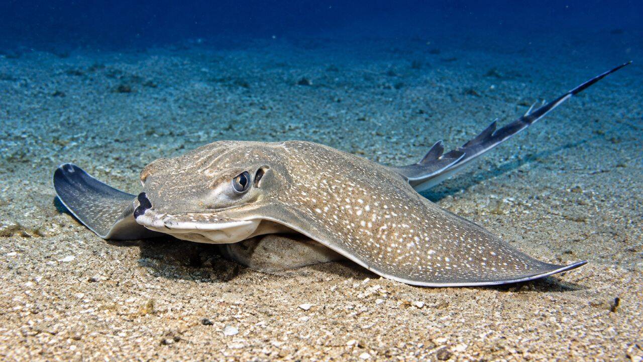 Record-breaking congregation of 100+ eagle rays spotted off Malta coast