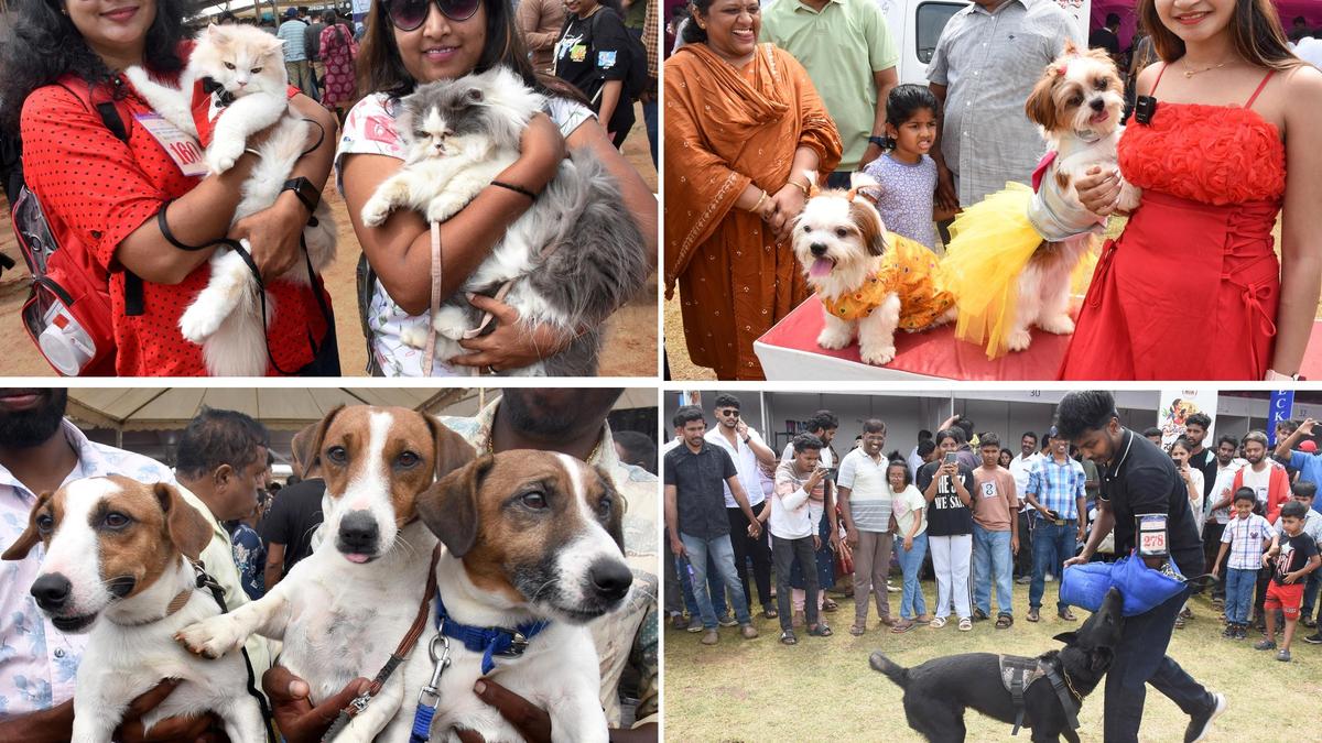 Pet enthusiasts flock to J.K. Grounds for annual exhibition showcase