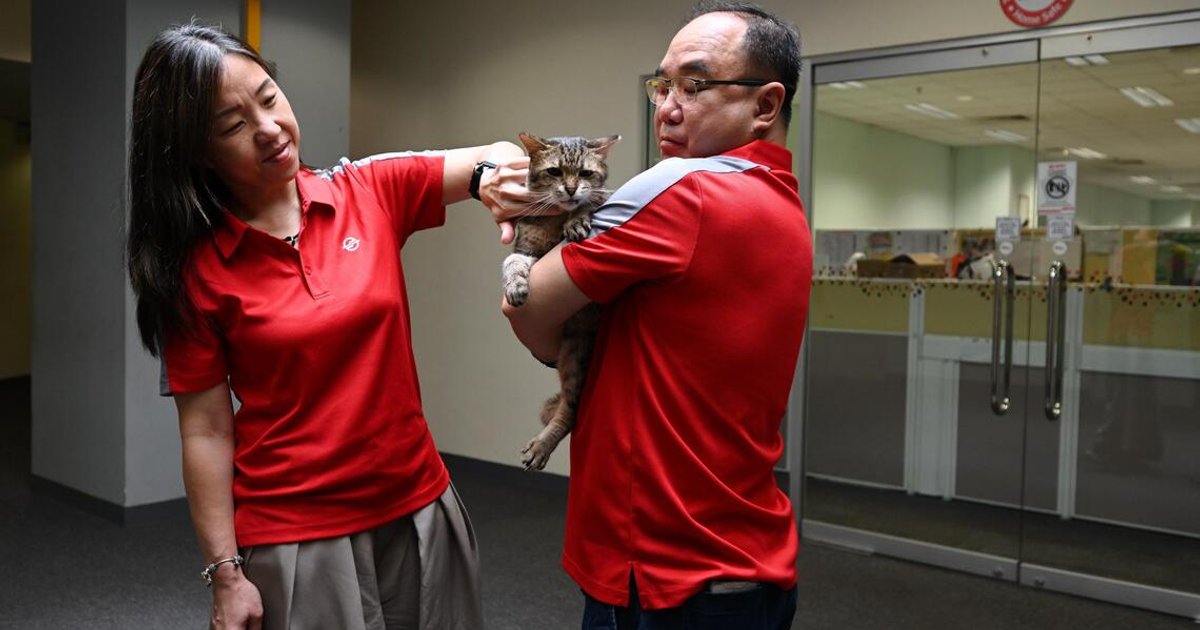 Three-legged cat becomes unlikely morale booster at SMRT depot