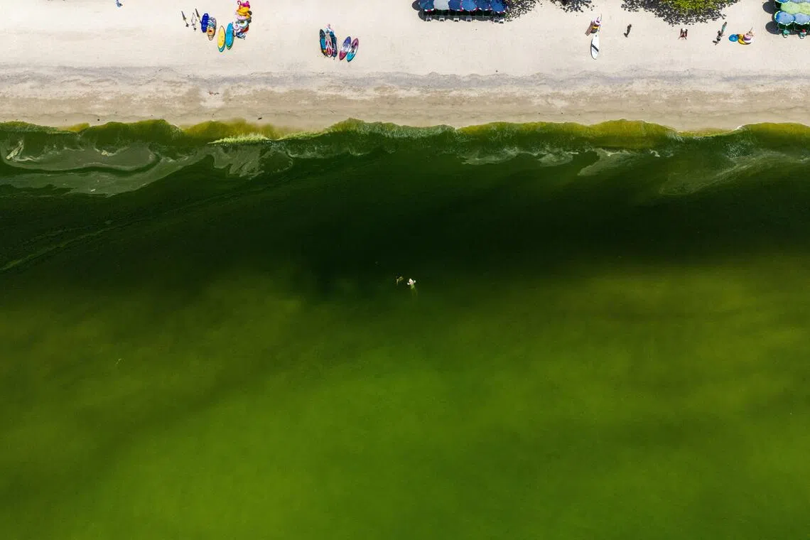 Harmful algal bloom mars Thailand's coastal tourism appeal