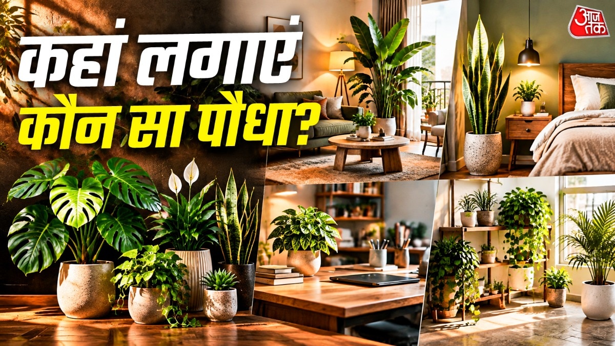 घर को आकर्षक बनाएं: कमरों के अनुसार चुनें इनडोर पौधे