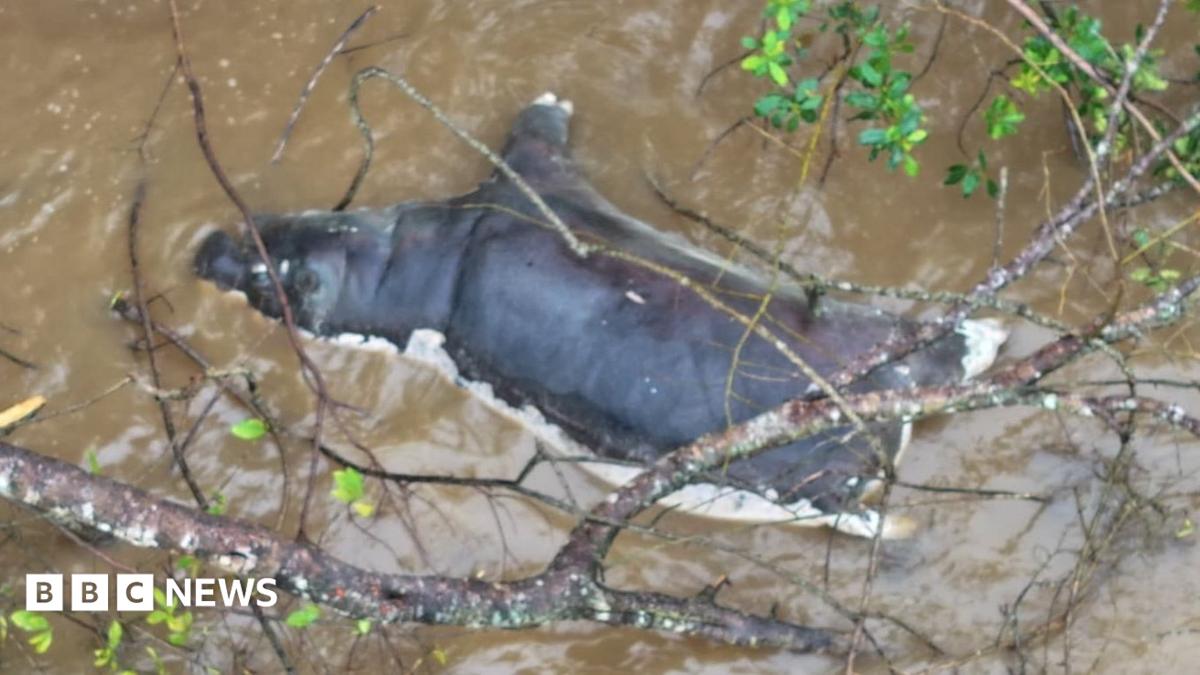 Zambia battles anthrax outbreak after wildlife deaths spike