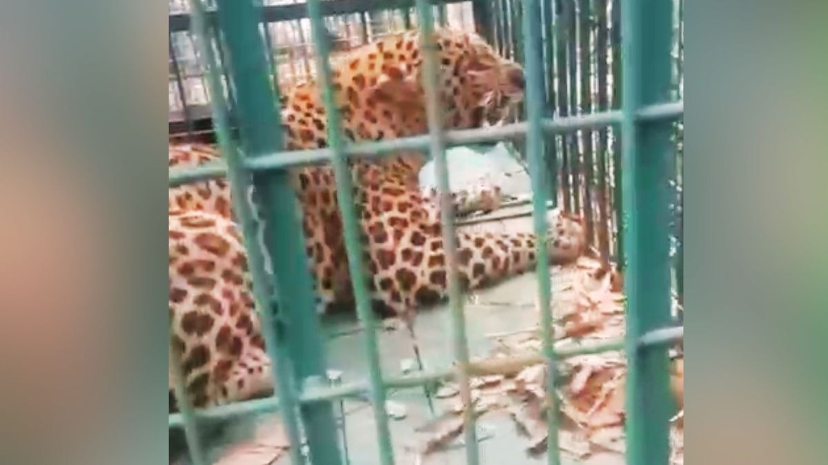 Leopard Crisis Persists in UP Despite Mass Capture Operation