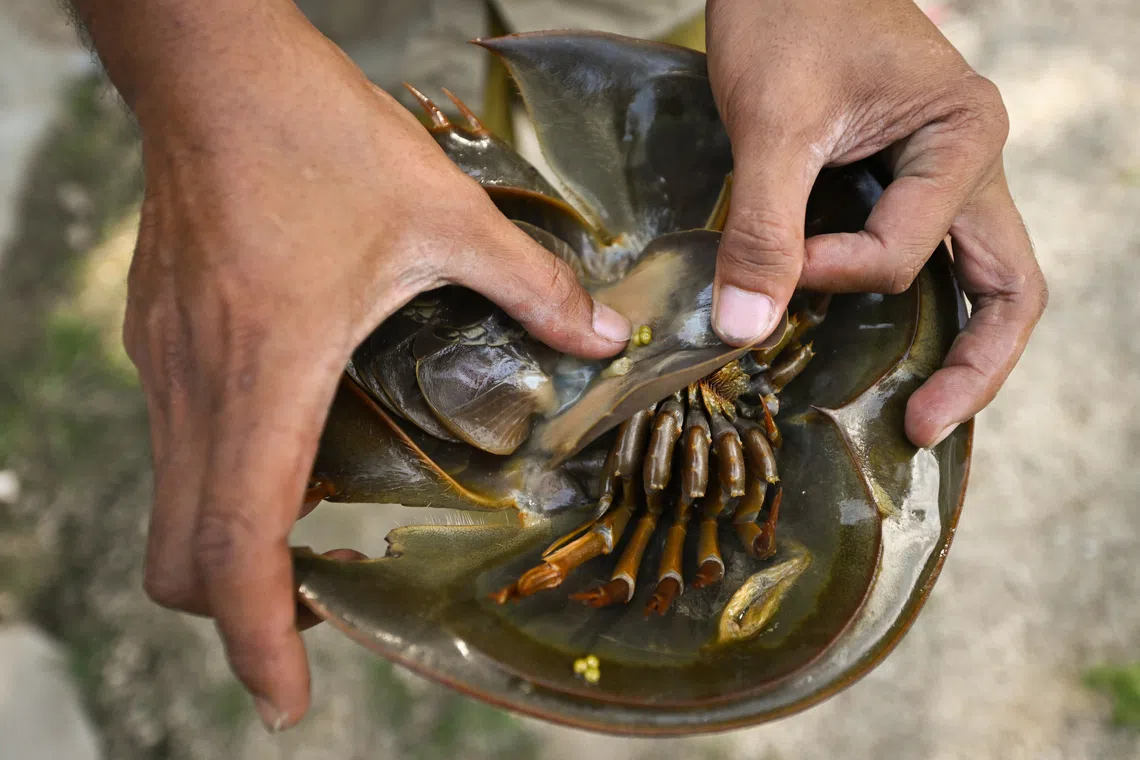 Researchers seek public help tracking horseshoe crabs in Singapore waters