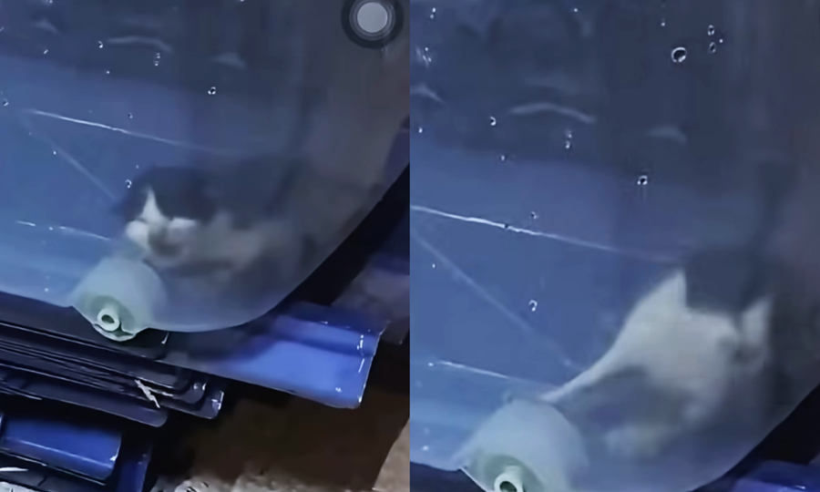 Fire rescue team denies feeding kitten to python in viral incident