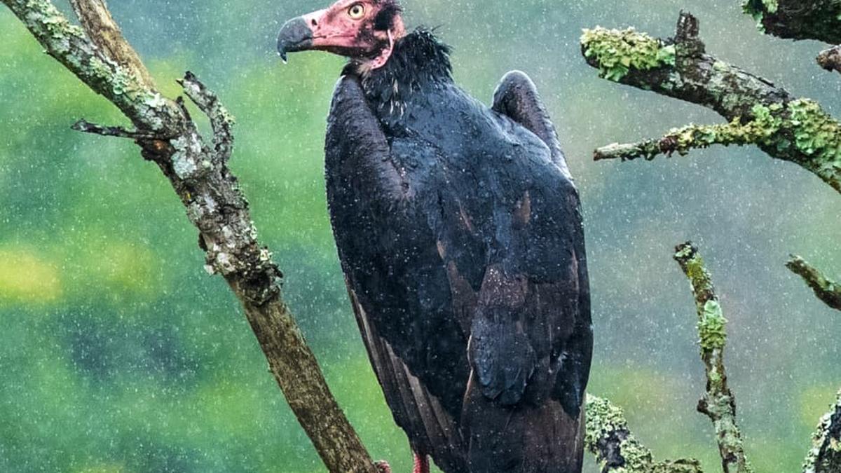 Wayanad vulture survey documents 65 birds in Kerala hotspot