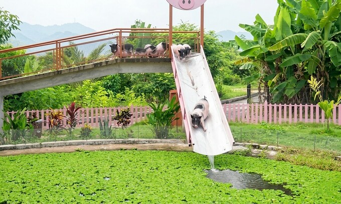 Cambodian farm's pig water park stunt goes viral online