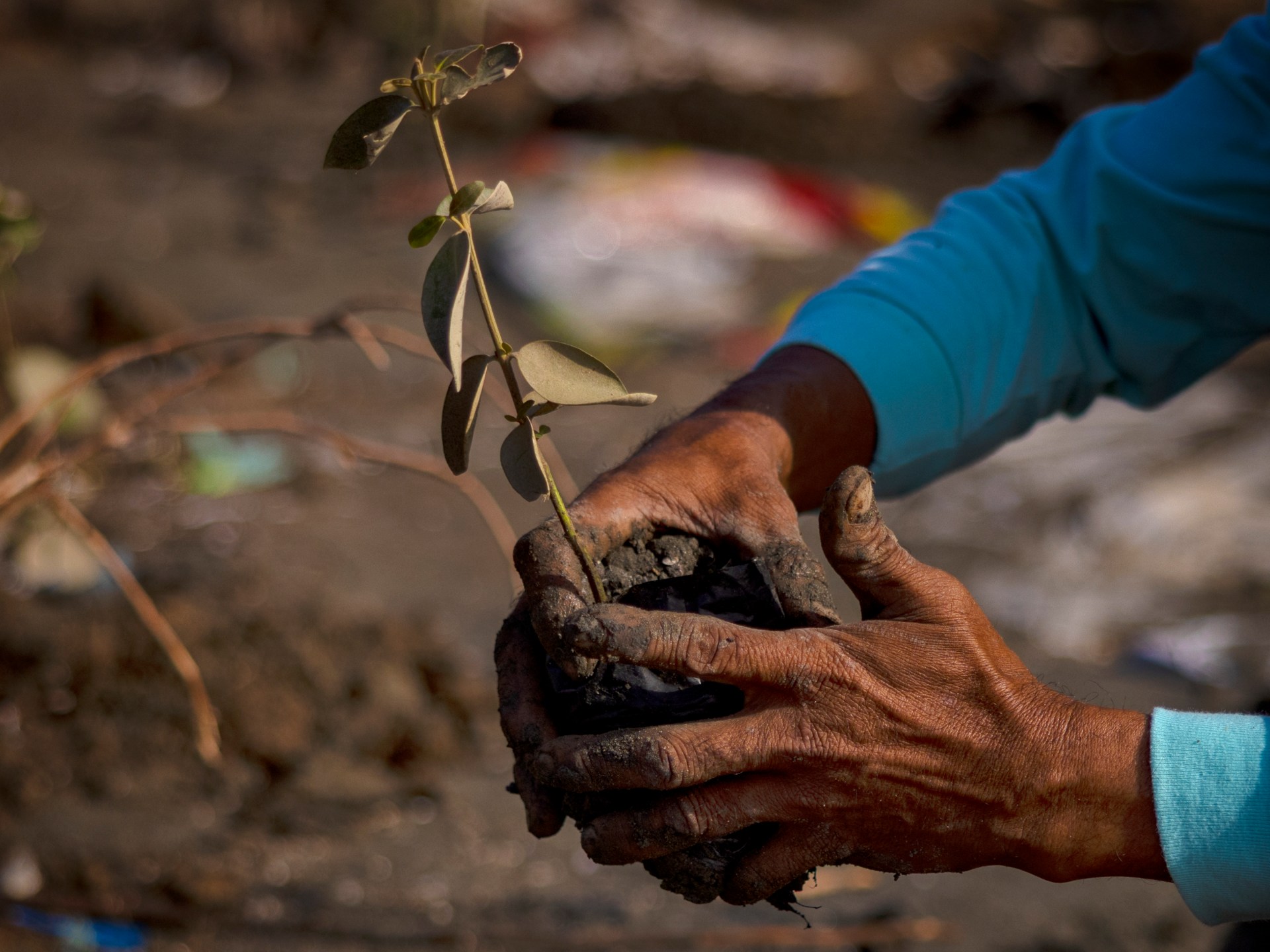 Nature restoration critical for building climate resilience, experts say