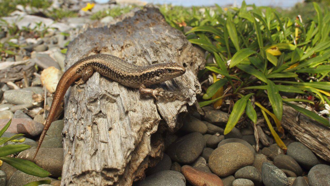 New Zealand creates massive pest-proof sanctuary for endangered skinks