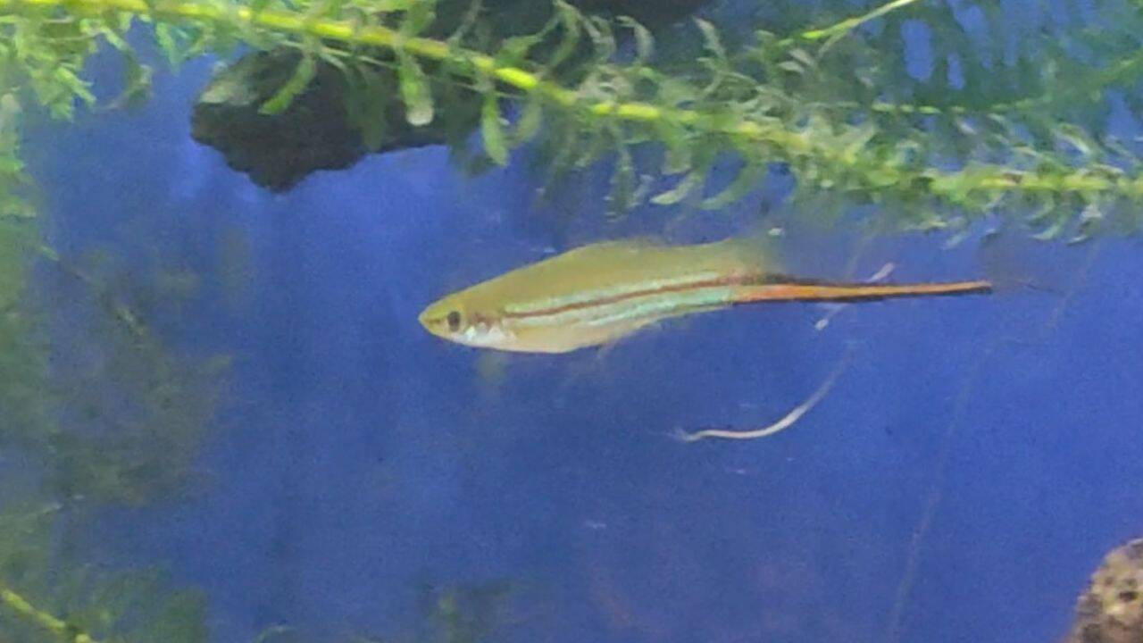 Digital study reveals how fish mate preferences shape evolution over generations