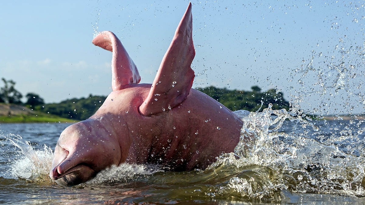 Rare Pink Dolphin Spotted in Omani Waters Captivates Observers