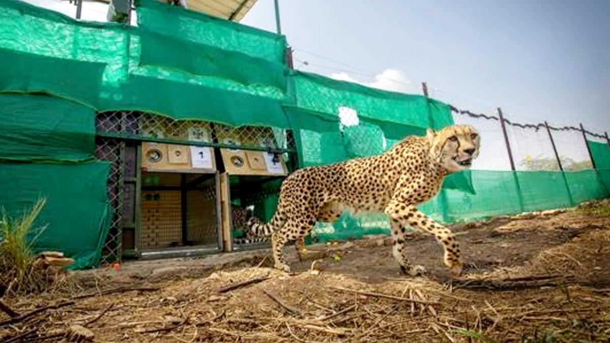 Madhya Pradesh to introduce cheetahs to third reserve after century-long absence