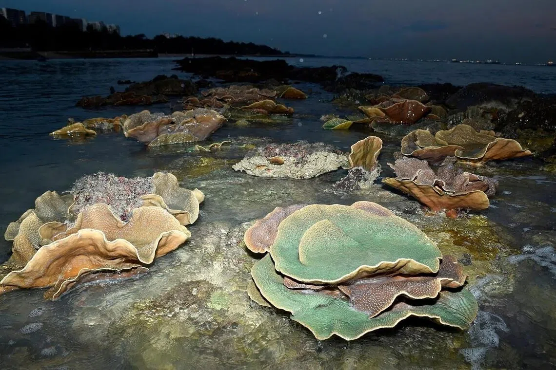 Singapore balances nature conservation with recreation at East Coast Park
