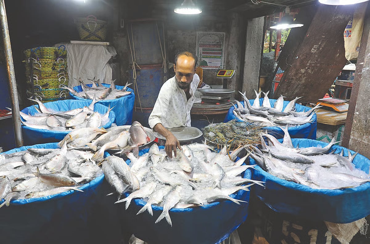 হিলসা উৎপাদন হ্রাস, মৌসুমে উচ্চ দাম বজায়